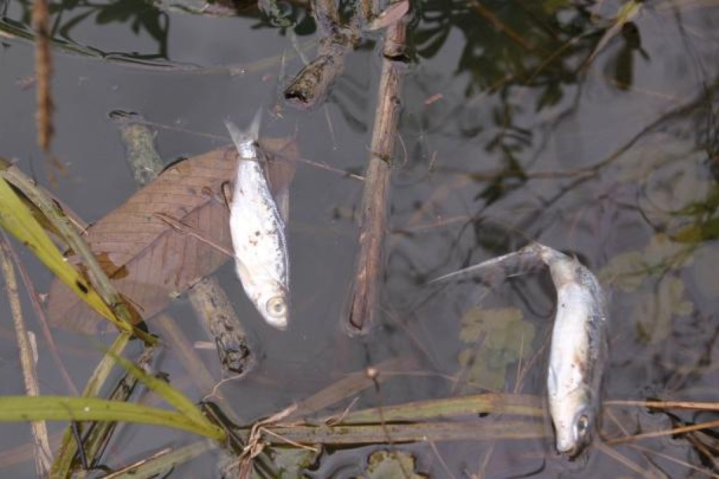 Dead fish float along the Longjiang after 20 tonnes of the carcinogenic metal cadmium was poured into its waters. Photos: SCMP