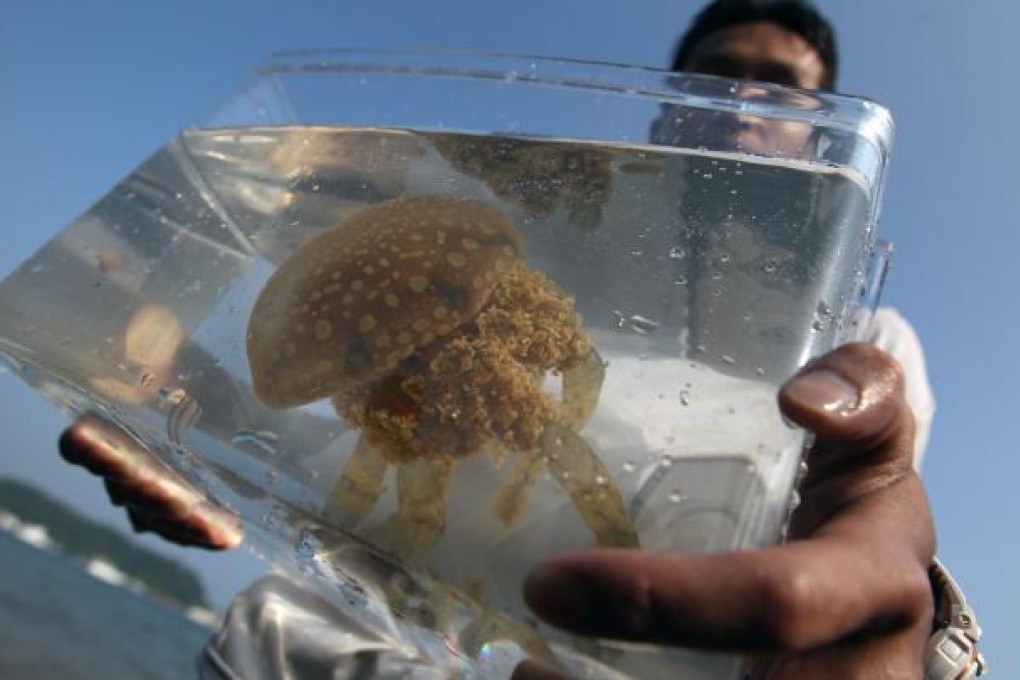 The rich marine life on the Lung Mei coast. Photo: Nora Tam