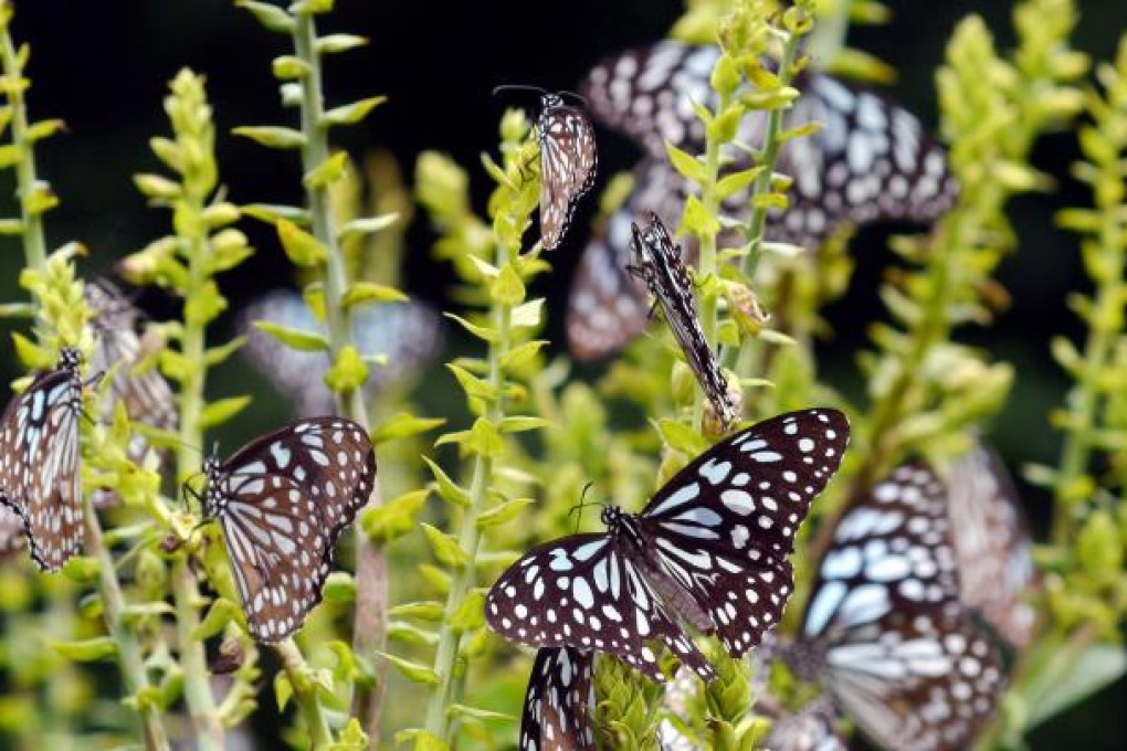 Blue tiger butterflies in Sai Kung. There is little data available on the migratory habits of Asian butterflies, in contrast to those in North America. Photo: Martin Chan