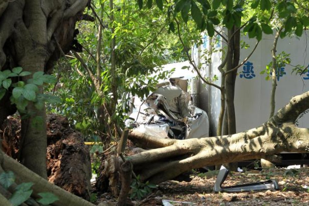 The banyan tree that fell in Tai Po. Photo: Edmond So