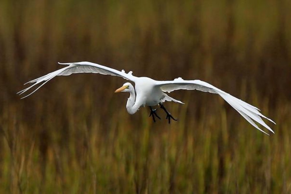 Egret is one of the migratory flocks targeted.