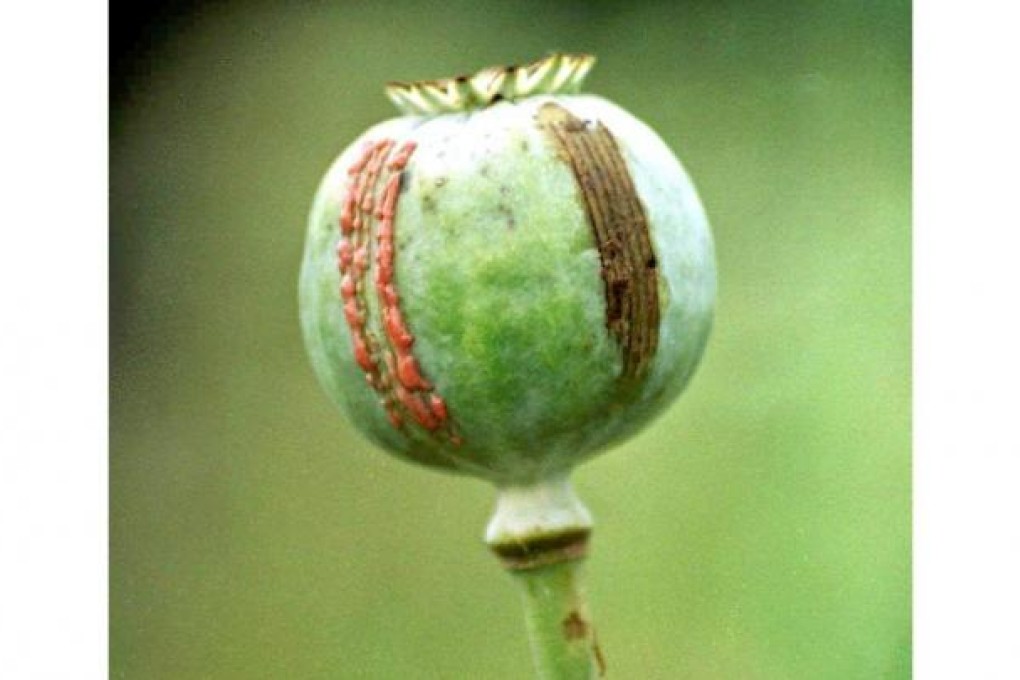 The United Nations launches drugs survey.