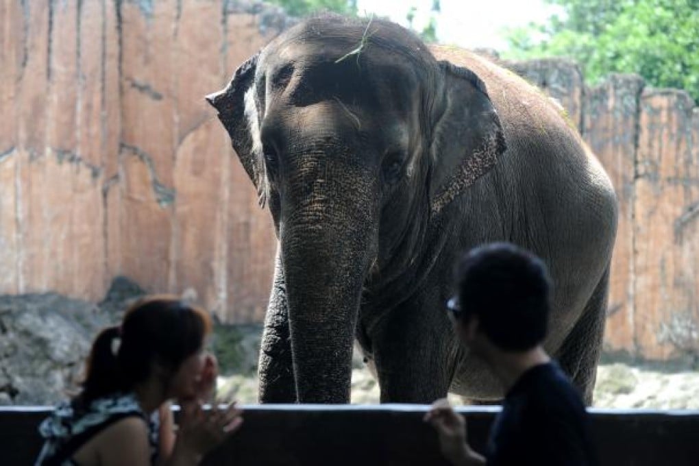 Tourists visit Mali at the Manila Zoo. Photo: AFP