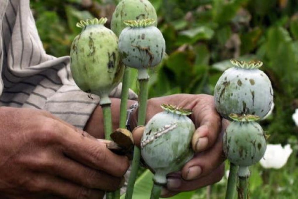 A villager harvests opium in a field in Myanmar's Shan state. Photo: AP