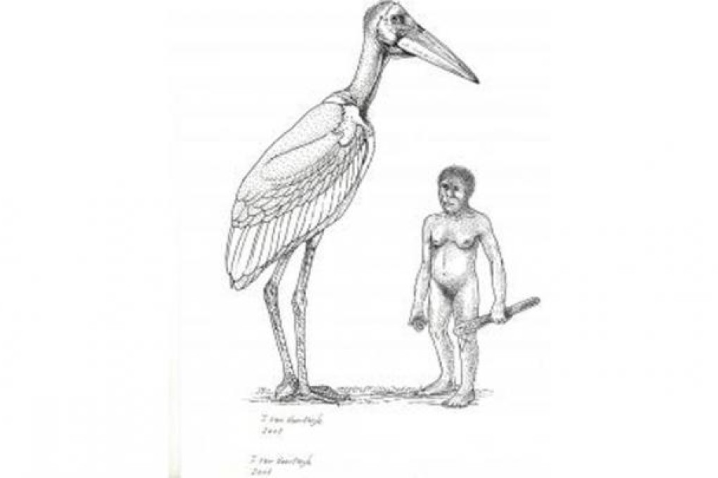 An undated sketch of a prehistoric marabou compared with the tiny Homo floresiensis (right).