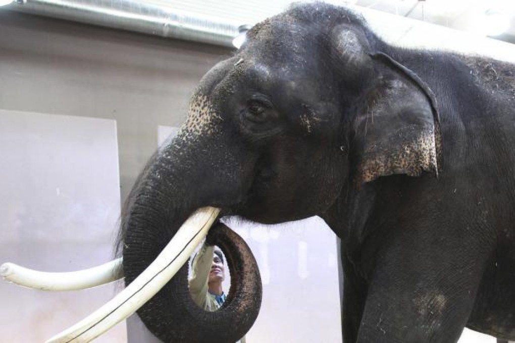 Keeper Kim Jong-kap with 22-year-old Koshik. Photo: AP