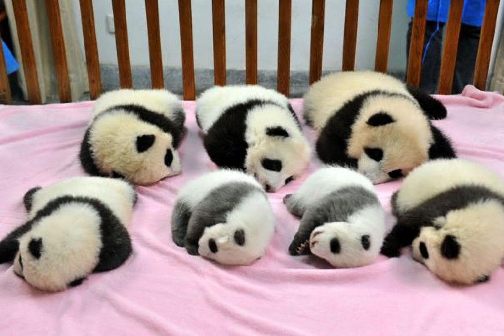Evidence suggests early humans turned pandas into prey as soon as they obtained the strength. Photo: Xinhua