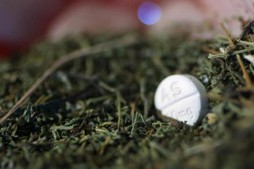 Sweet wormwood is processed to form part of a combination therapy to treat malaria. Unfortunately, resistance to the treatment is increasing in Asia. Photo: AFP