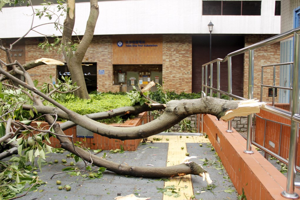 A tree collapsed on a park in Tsim Sha Tsui after Typhoon Vicente hit the city. Photo: SCMP