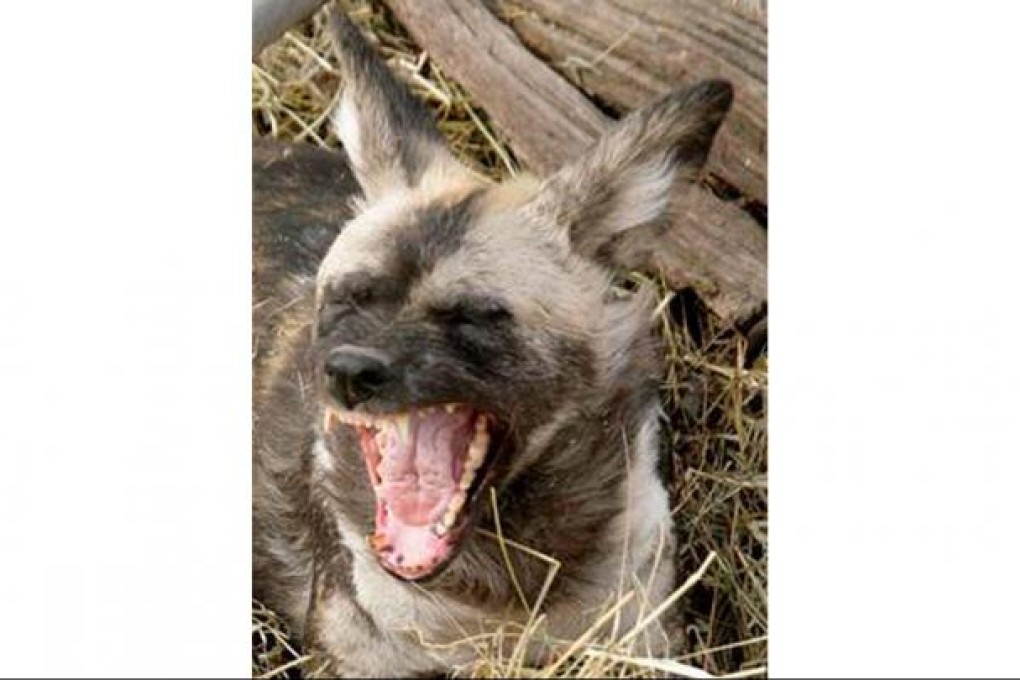 One of the Pittsburgh zoo's African painted dogs.