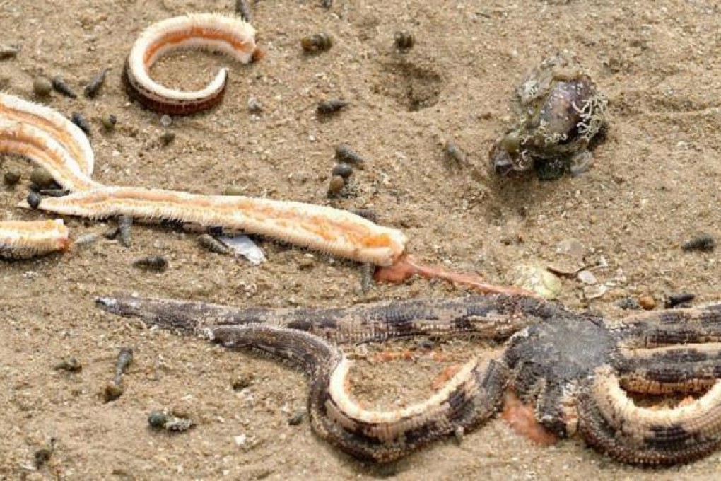 Remains of marine life on Lung Mei's shore. Photo: SCMP