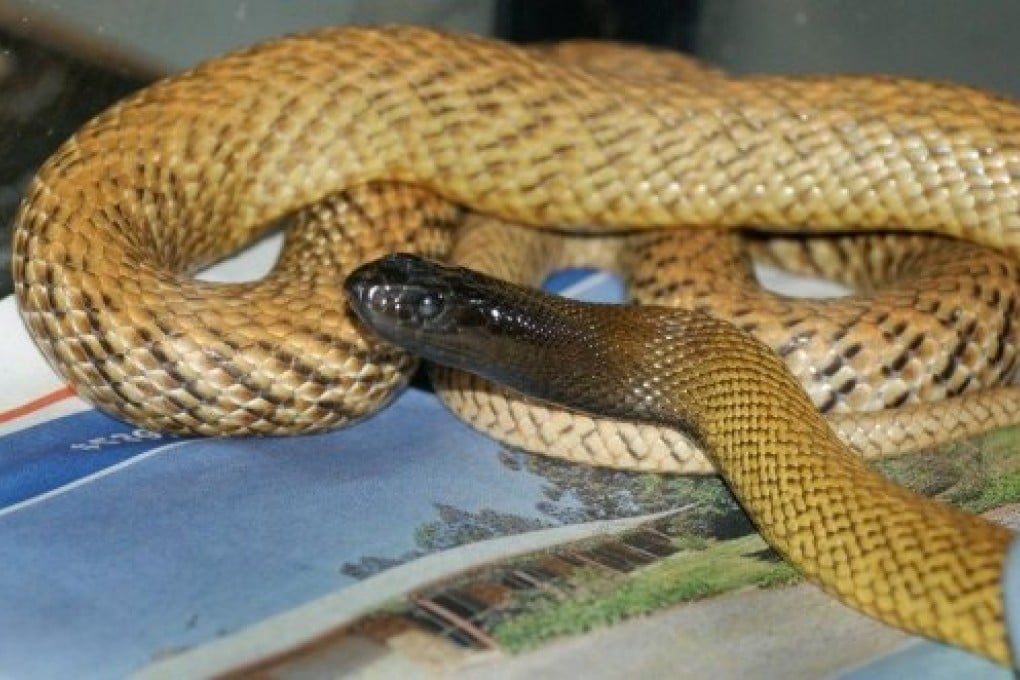 The taipan is one of the world’s most venomous snakes. Photo: AFP