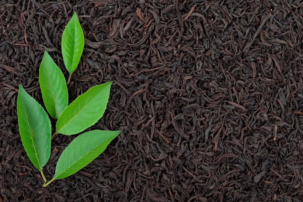 The fermentation process that turns green tea black produces a range of complex, health-inducing flavonoids. Photo: Shutterstock Images