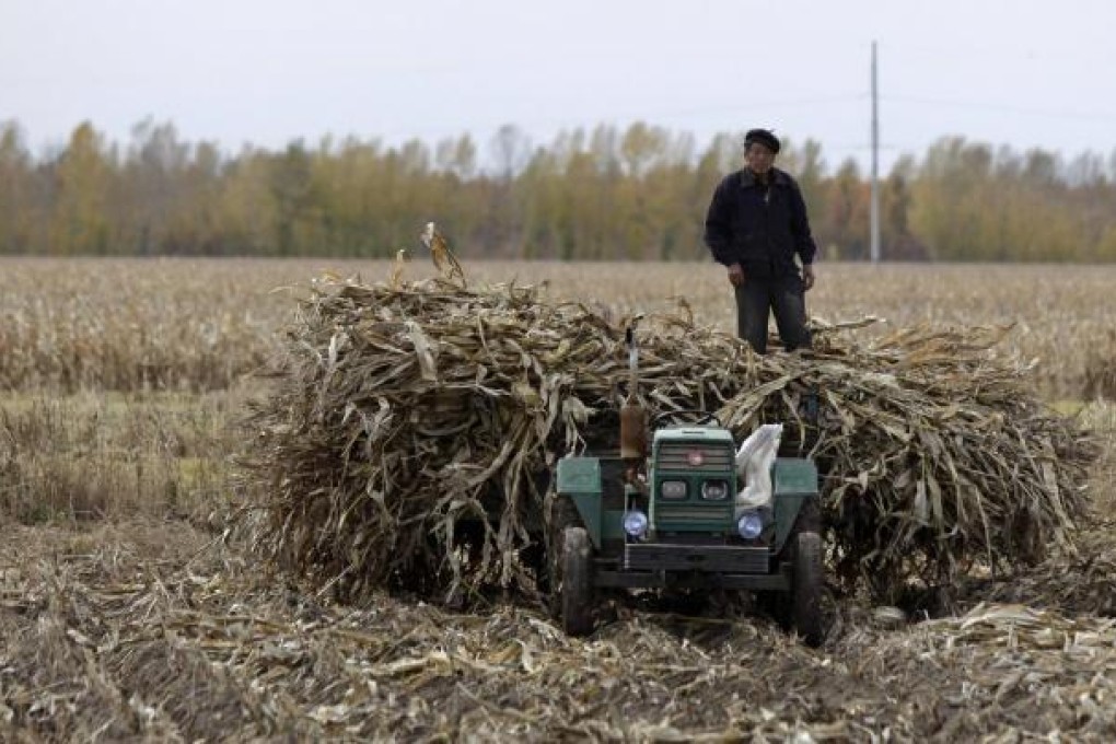 Novozymes has a project to make ethanol from corn stalks. Photo: Reuters