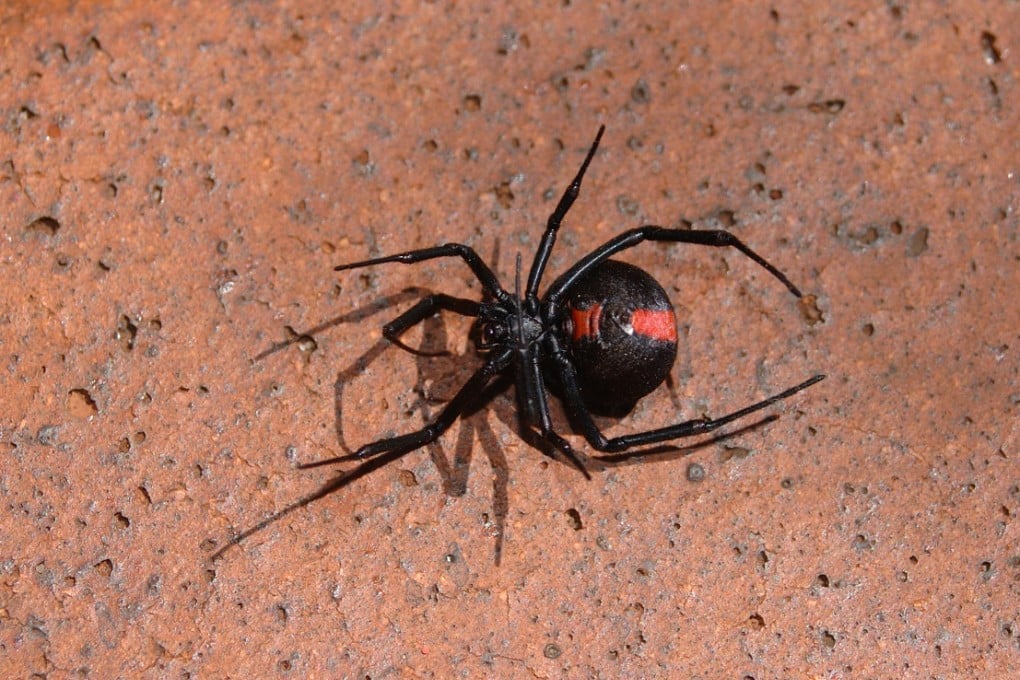 Redback spider bites have caused numerous deaths in Australia but an anti-venom stocked in hospitals has prevented fatalities more recently. Photo: SCMP Pictures