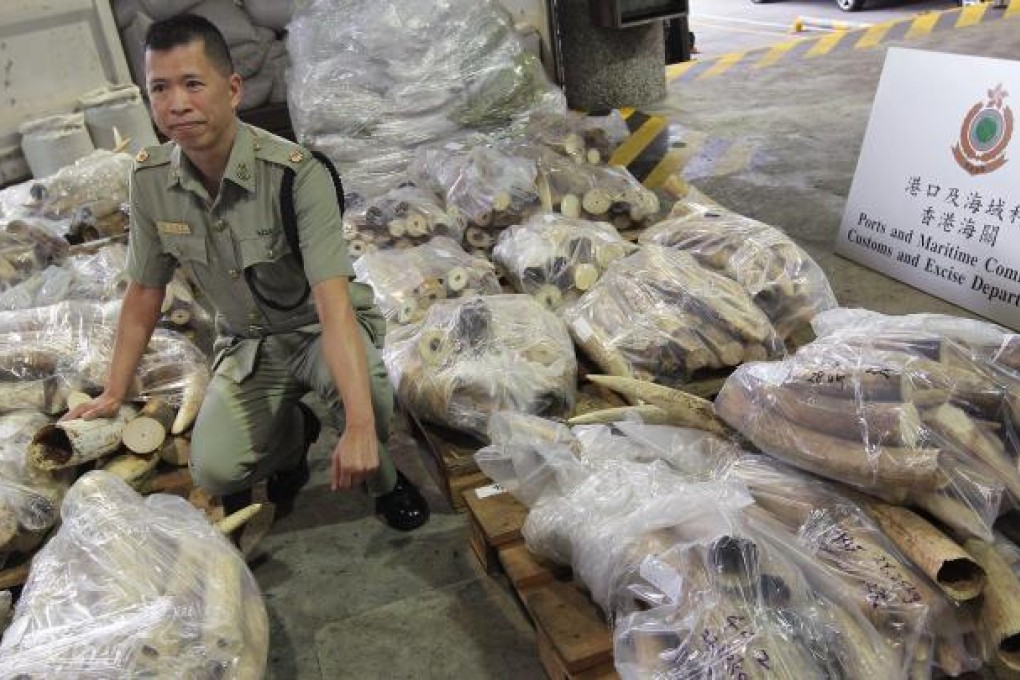 A Hong Kong customs officer displays the shipment of contraband tusks from Tanzania that was seized on Thursday. Photo: K.Y. Cheng