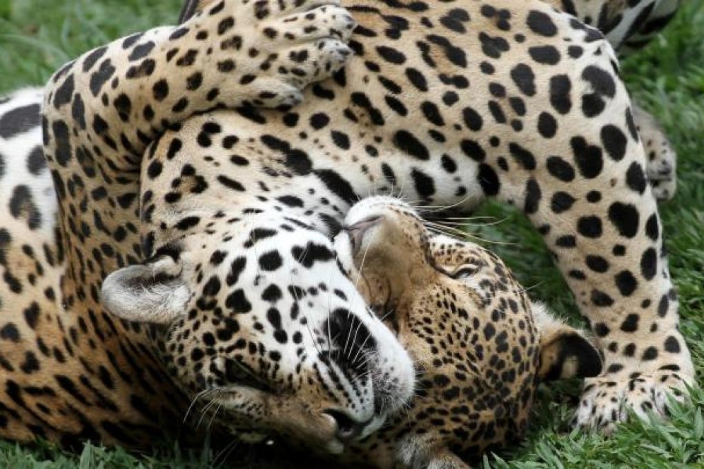 Jaguars play at the Jardim Zoo in Brasilia. Brazil Scientists hope to clone the animals to boost zoo populations. Photo: AP