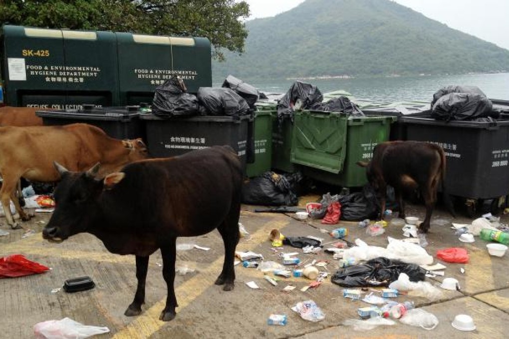 Cows scavenge through rubbish left behind by picnickers at Wong Shek Pier in Sai Kung Country Park. Photo: Red Door News