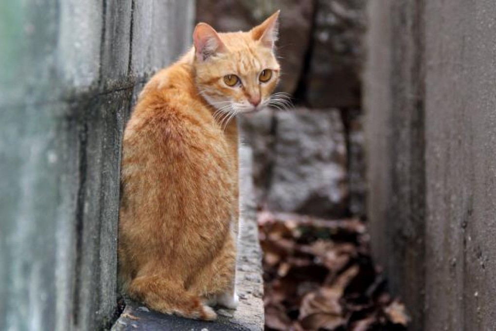 We have more pets than ever, but animal welfare laws and regulations are outdated, enforcement is poor and penalties for infringement weak. Photo: SCMP