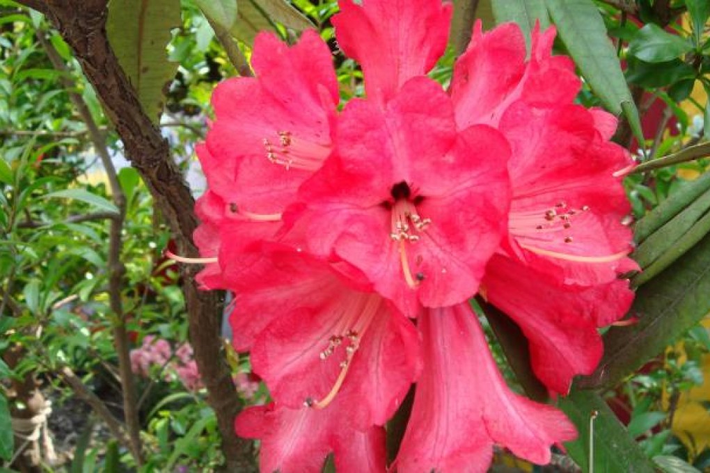 One rhododendron stem holds about 20 separate blossoms.