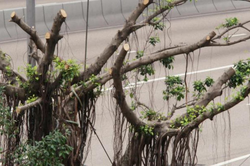 Heavy pruning can be bad for city's trees. Photo: Edward Wong