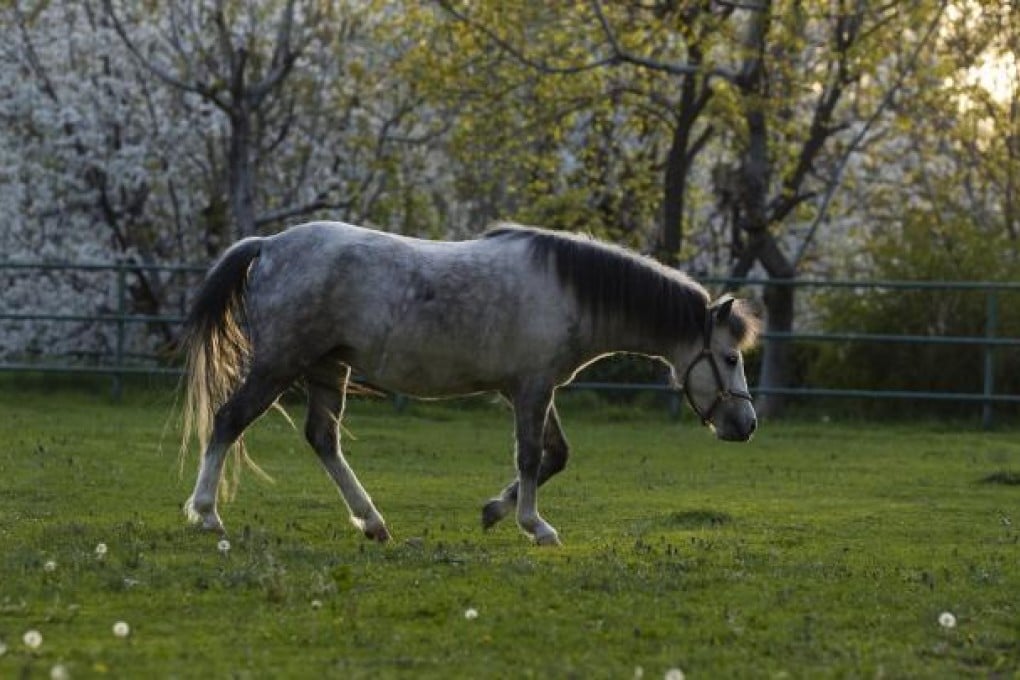 A Caspian grazing on Firouz's farm. Photos: Caren Firouz; The Art Archive