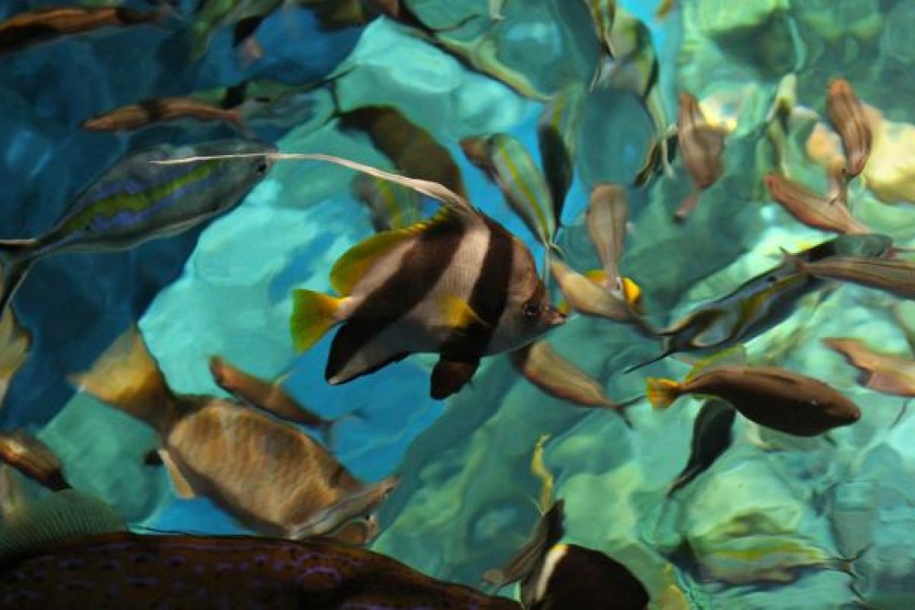 More visitors arrived and more fish died at Ocean Park in the past year.