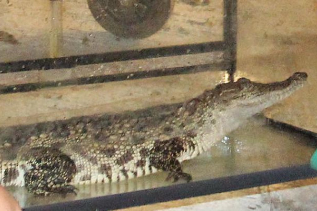The crocodile which was found in Tai Po. Photo: SCMP