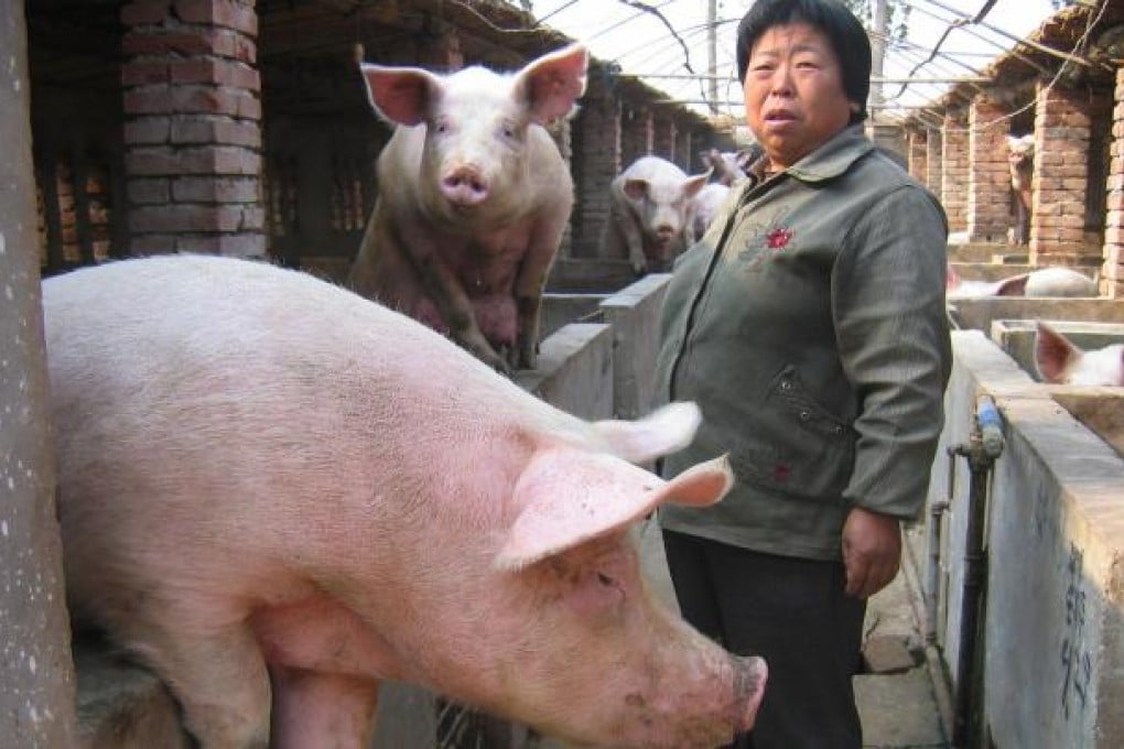 Zhang Xiulan with her pigs in Yixian county, Hebei. Loans from microcredit provider Project Happiness helped her expand to 300 animals within two years. Photo: Josephine Ma