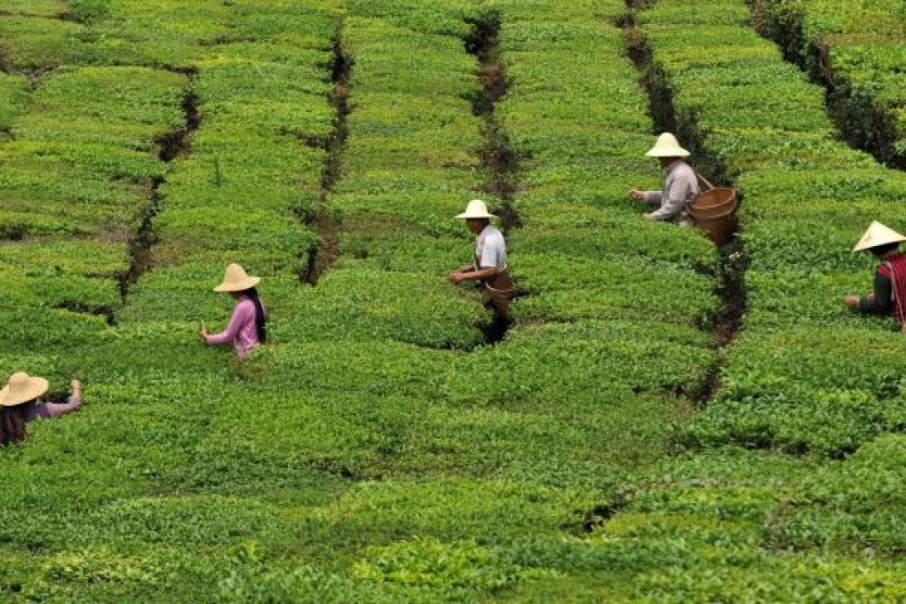 Harvesting tea near Puer in Yunnan province. Photo: Xinhua