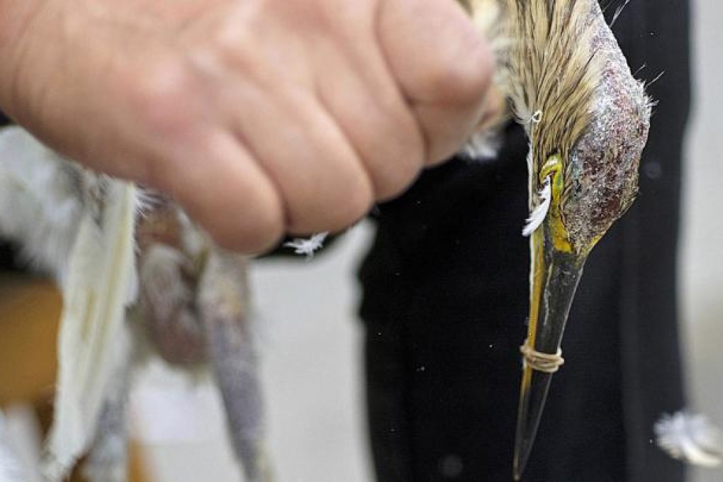 Guangdong's forestry department says it has confiscated 66,500 wild animals - 52,600 of them birds - in markets and restaurants since early October. Photo: Li Feng