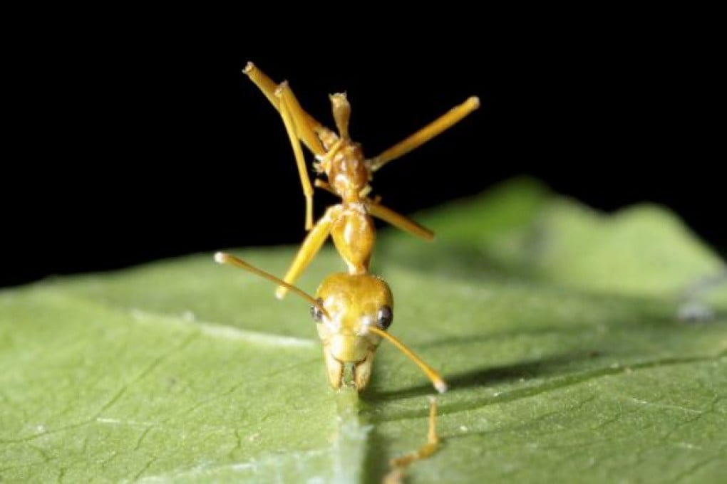 A green tree ant locks its jaws into a leaf after being taken over by a parasitic fungus, which then kills it with chemicals. Photo: NYT
