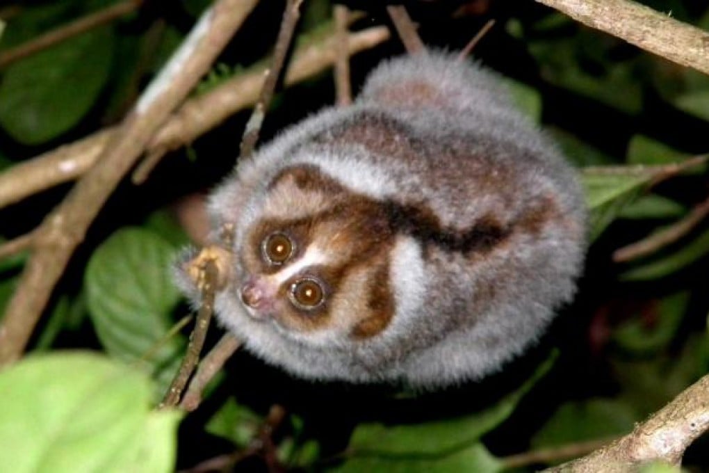 The new slow loris species found in Borneo. Photo: AFP