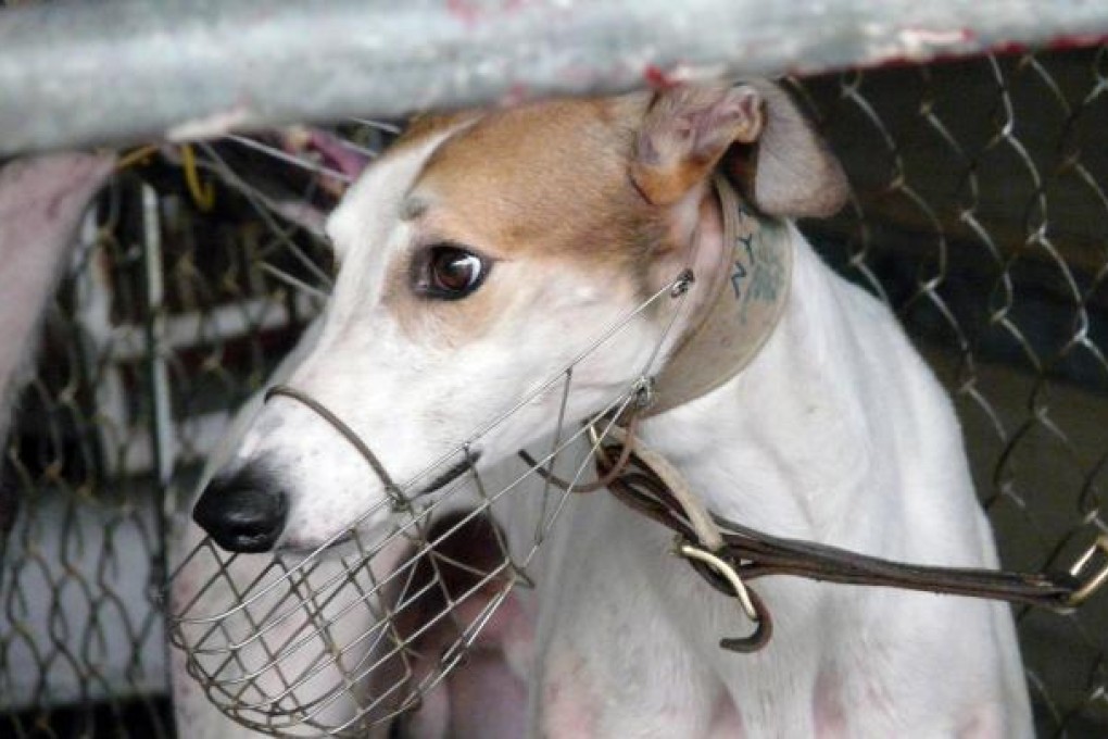 Brooklyn is a greyhound icon long feared dead. Photo: Red Door News