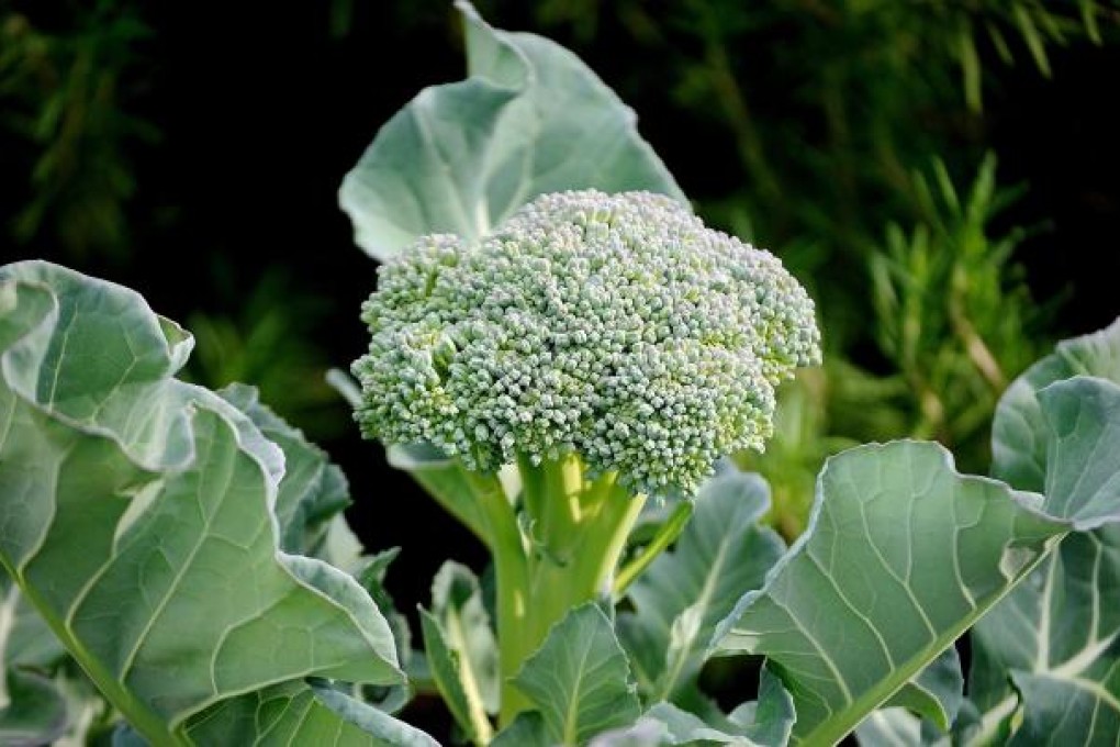 Cruciferous vegetables such as broccoli are known to have possible anti-cancer effects
