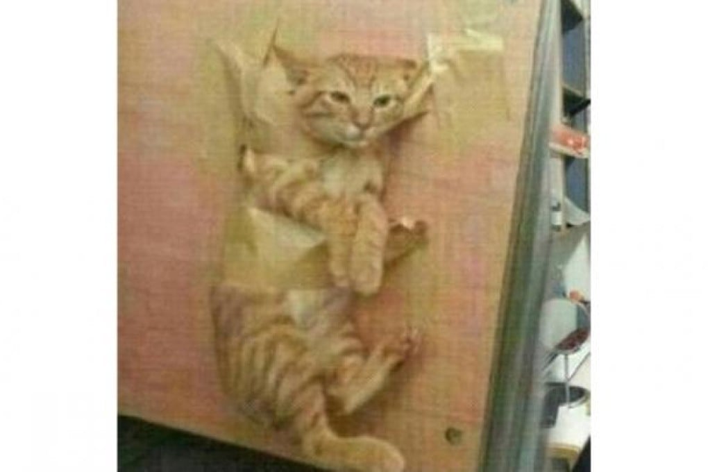 The offending picture of the cat that the student posted online.