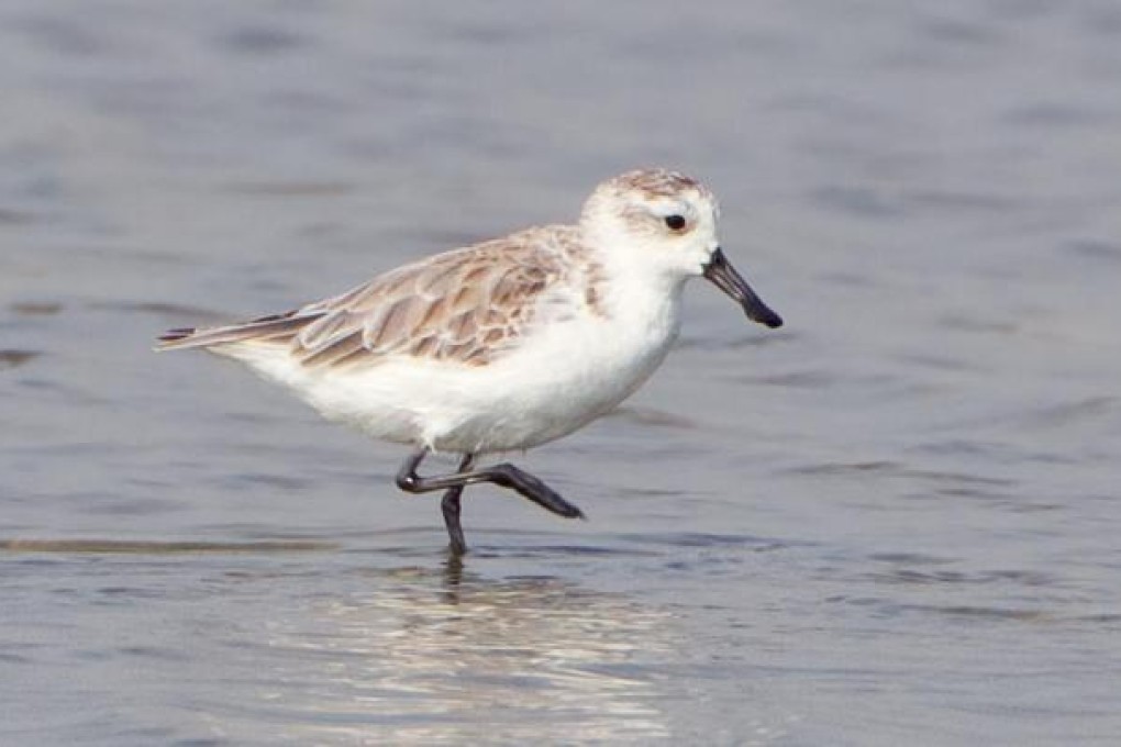 The threatened spoon-billed sandpiper. Photo: John Harrison