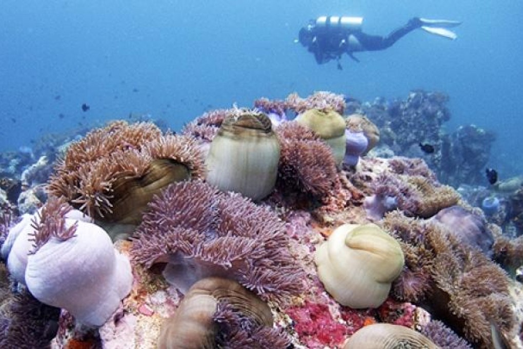 Corals in the South China Sea, most of which is claimed by China. Photo: Reuters