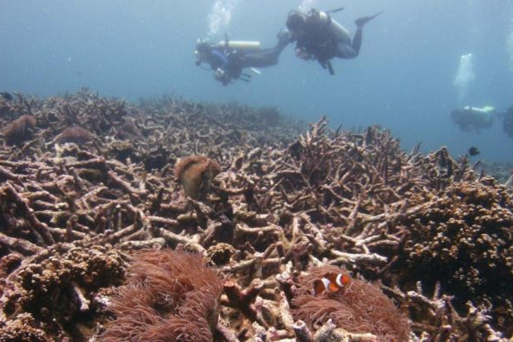 Divers above a coral bed in the South China Sea. Photo: Reuters