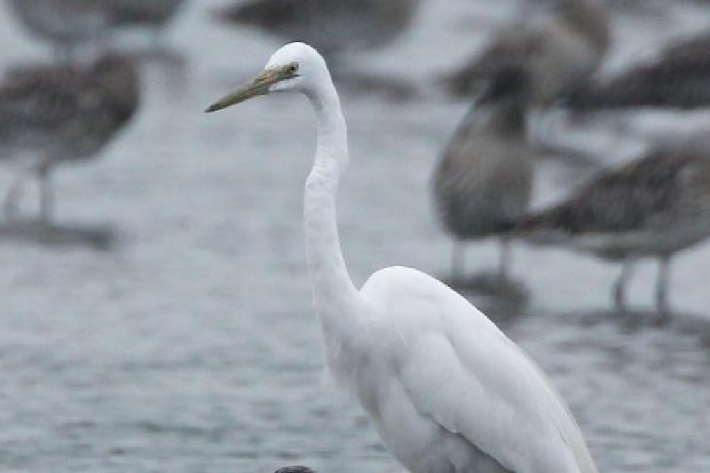A great egret at Mai Po Nature Reserve. Photo: Nora Tam