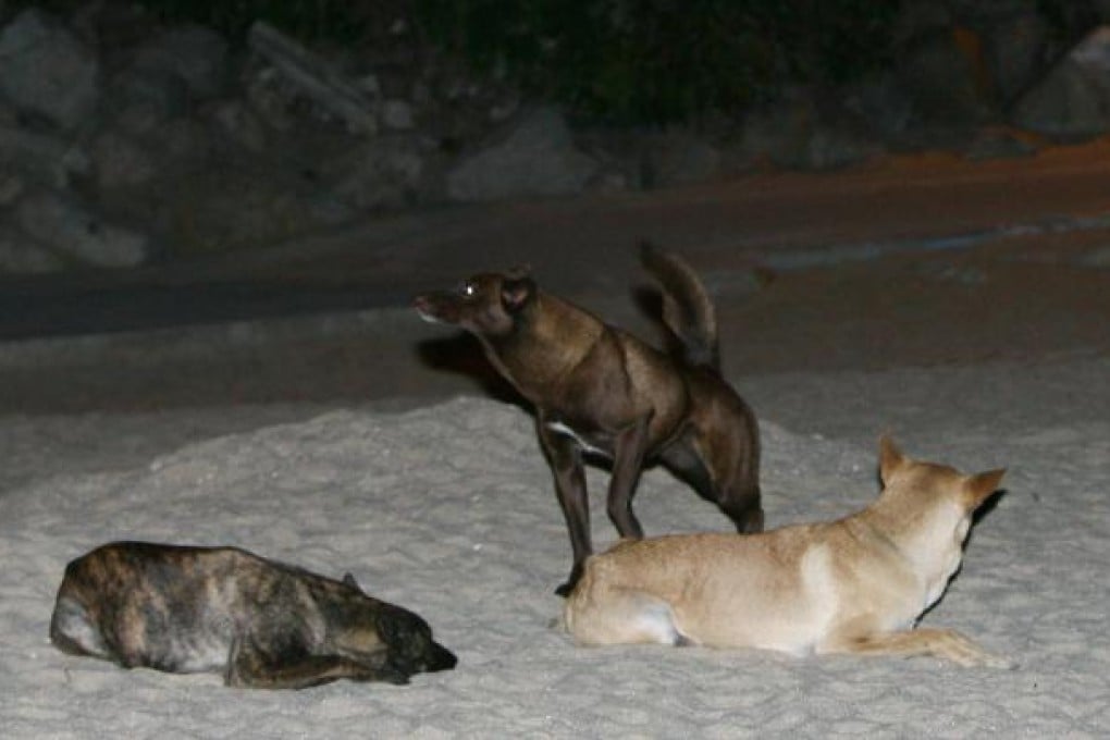 Districts reject scheme to release neutered stray dogs