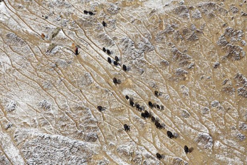 Nomads lead their herds across hills in Sichuan province. Officials have blamed land erosion on overgrazing. However, ungrazed lands continue to deteriorate, suggesting climate change is responsible.