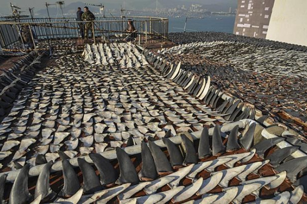 Shark fins drying in the sun cover the roof of a factory building in Hong Kong on Wednesday. Photo: AFP
