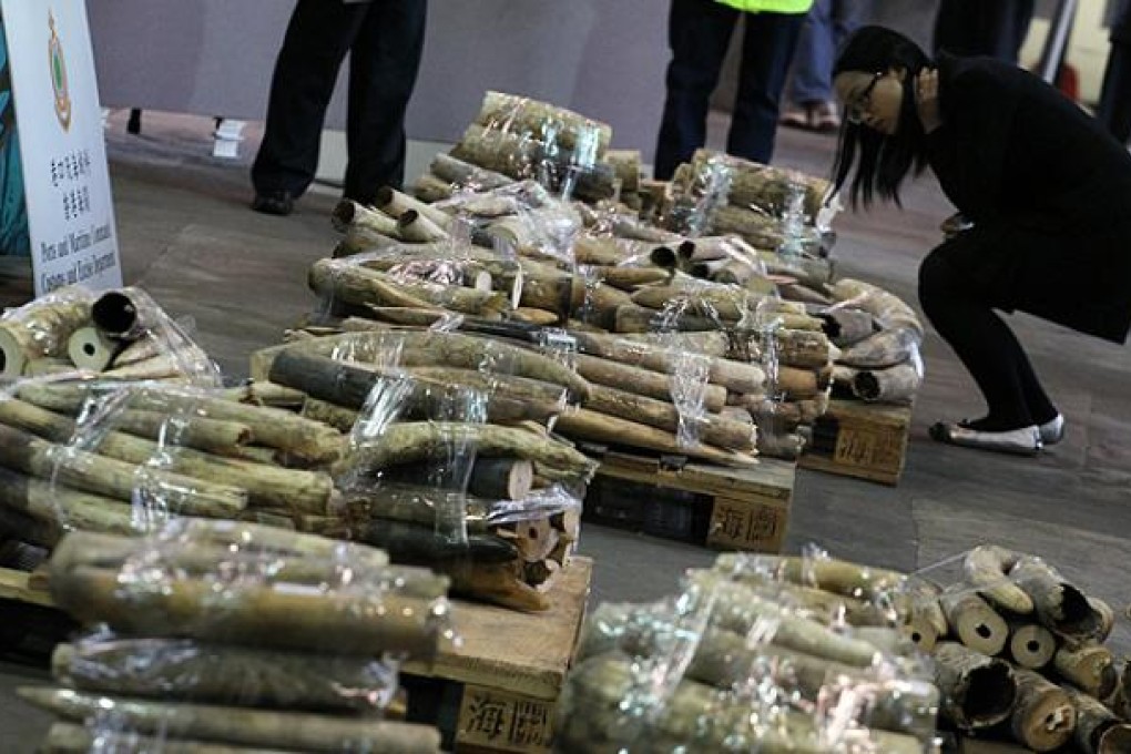 Hong Kong authorities have confiscated more than a ton of the elephant tusks worth HK$10.85 million. Photo: Felix Wong