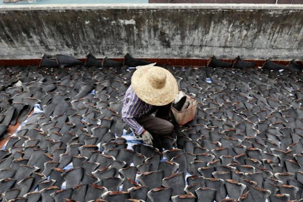 Freshly sliced shark fins dry in the sun on the roof of a factory building in Kennedy Town - part of an estimated 30,000 believed to be from mako sharks. Environmentalists say it is proof that the widely reviled trade is still being conducted in the city, even though traders insist that most production has moved to the mainland. Photo: Sam Tsang