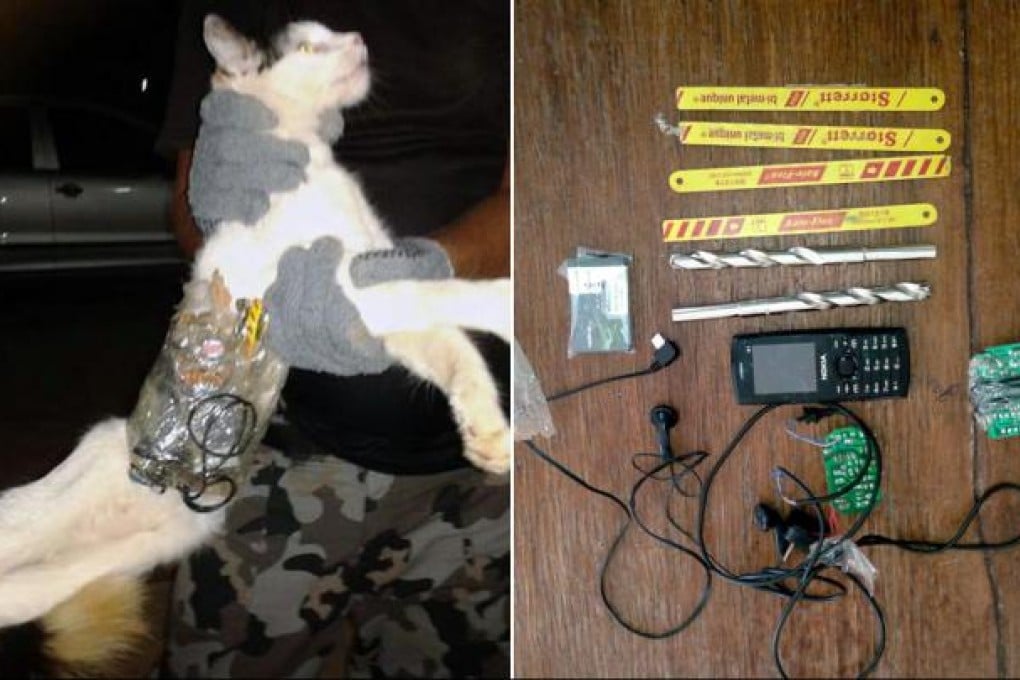 An officer at the prison in northern Brazil holds up the cat with a package of tools and a mobile phone tied to its body. Photo: AFP