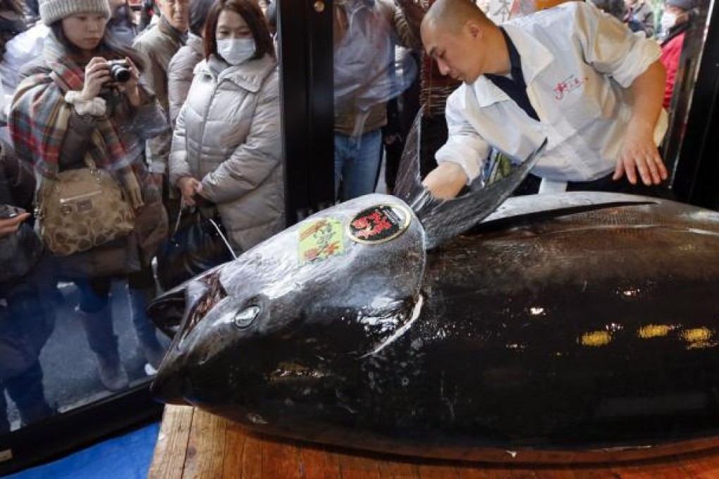 Bluefin tuna after being sold to a Tokyo sushi chain. Photo: EPA