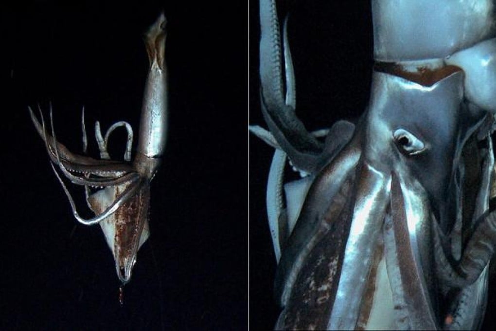 An 8-metre-long giant squid, holding a smaller bait squid, is seen 630 metres below sea level near Japan's Ogasawara islands. Photos: AFP
