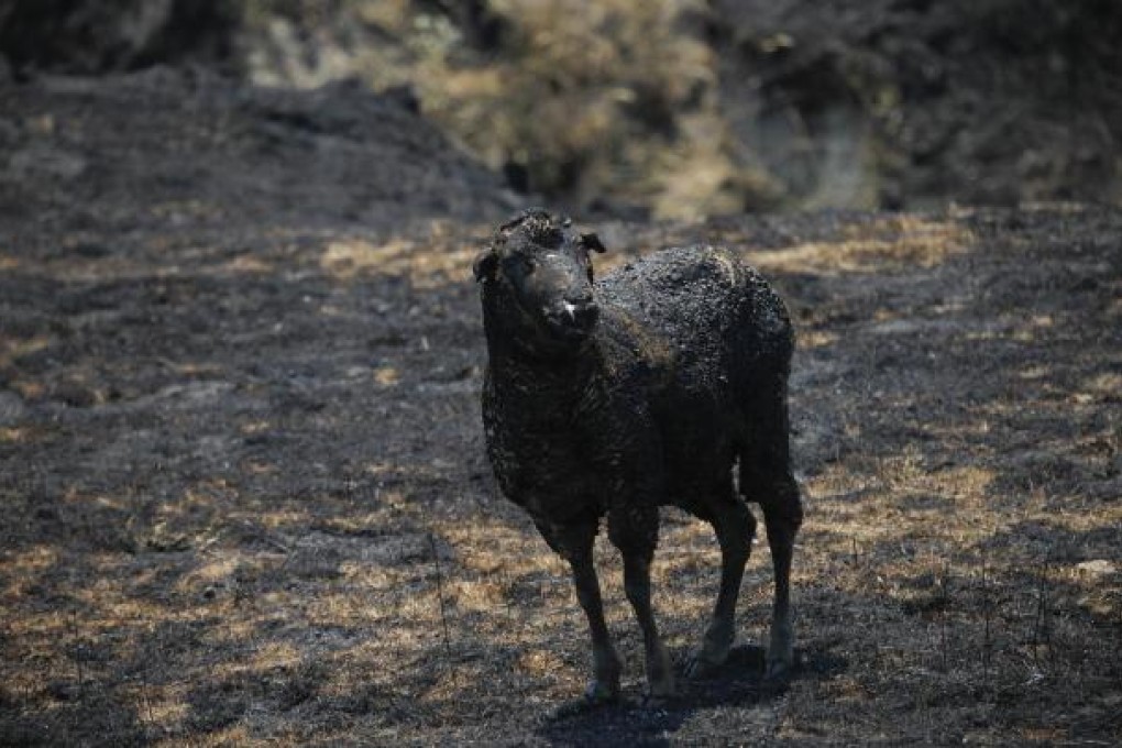 A severely burnt sheep stands in a paddock near Bookham, New South Wales. An estimated 10,000 sheep have perished. Photo: EPA