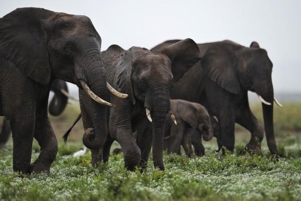 Elephants at the Amboseli game reserve, approximately 250 kilometres south of Kenyan capital Nairobi. Photo: AFP